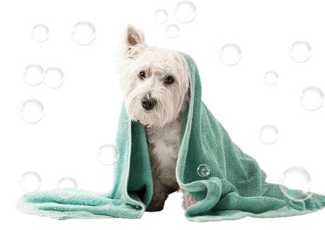 cuidados para o seu pet